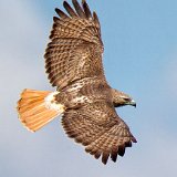 12SB8178 Red-tailed Hawk